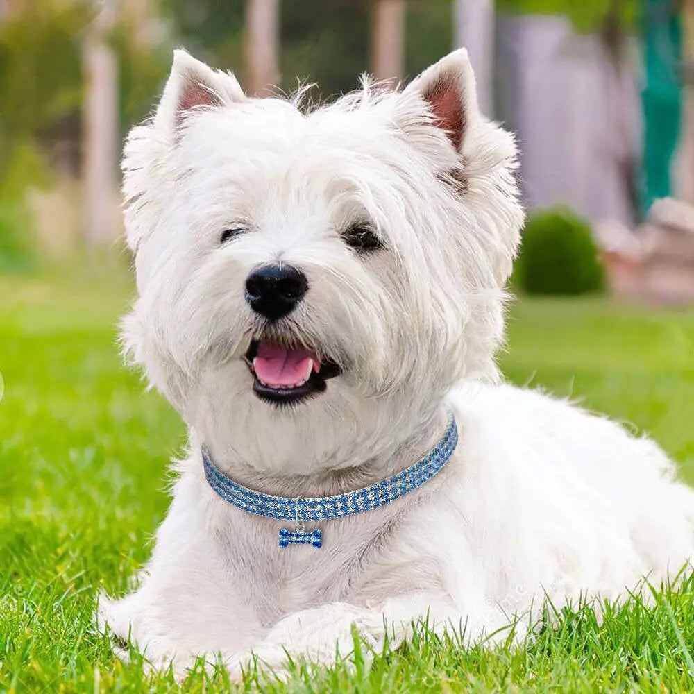 Collier pour chien avec pendentif pailleté