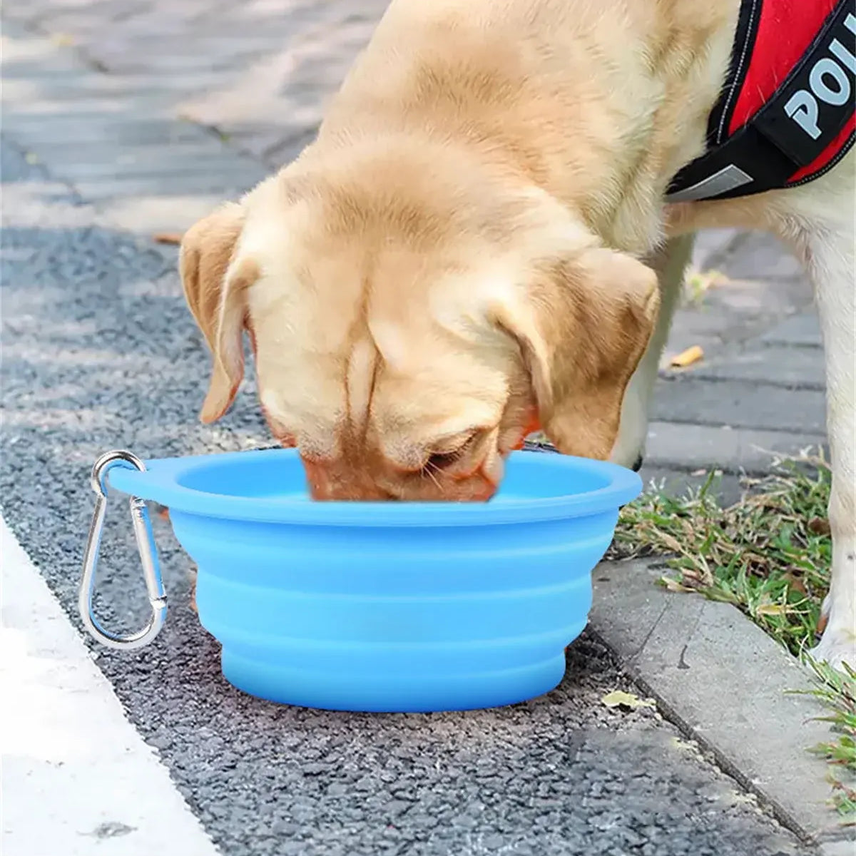 Large Collapsible Dog Bowl