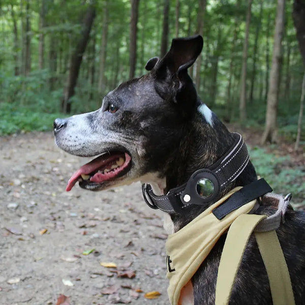 Nouveau collier anti-perte pour chien