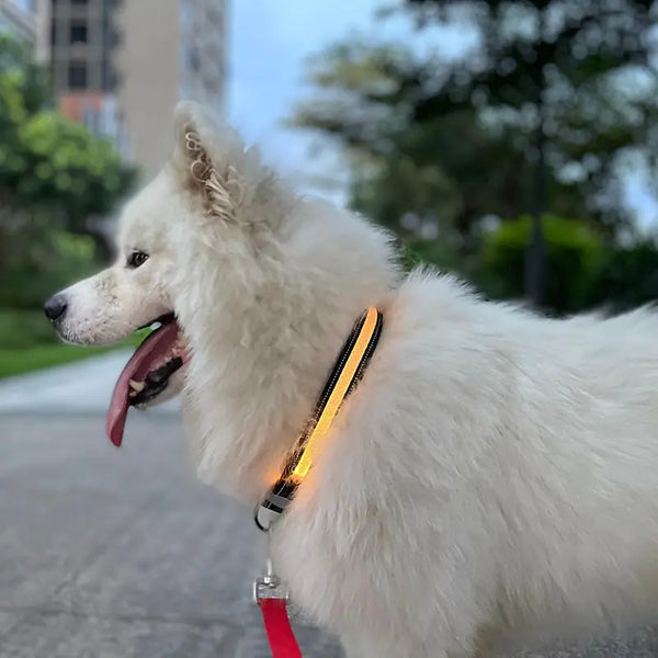 Collier lumineux LED pour chien