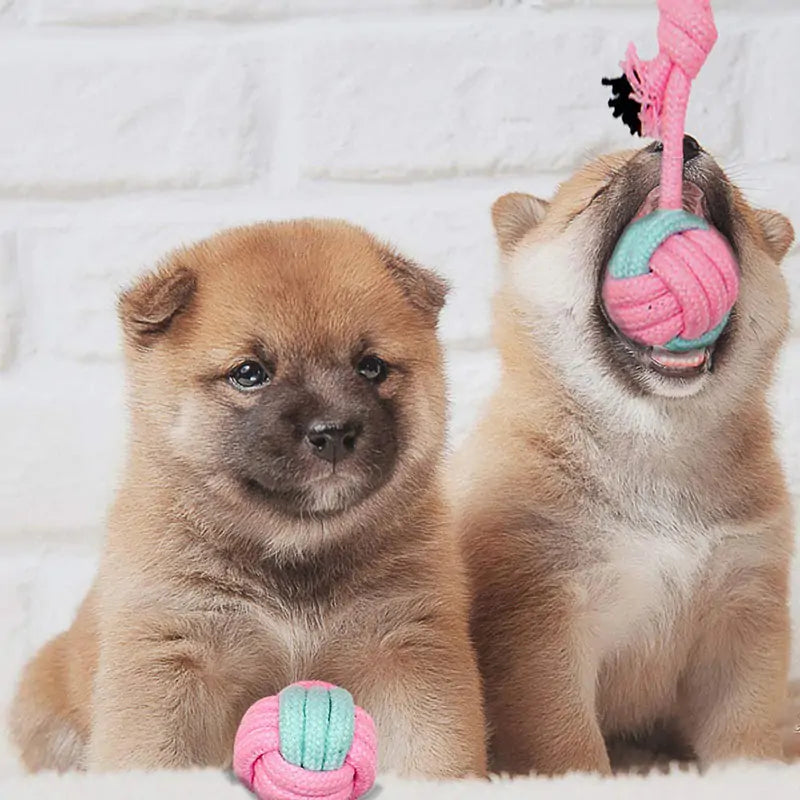 Jouets à mâcher pour chien