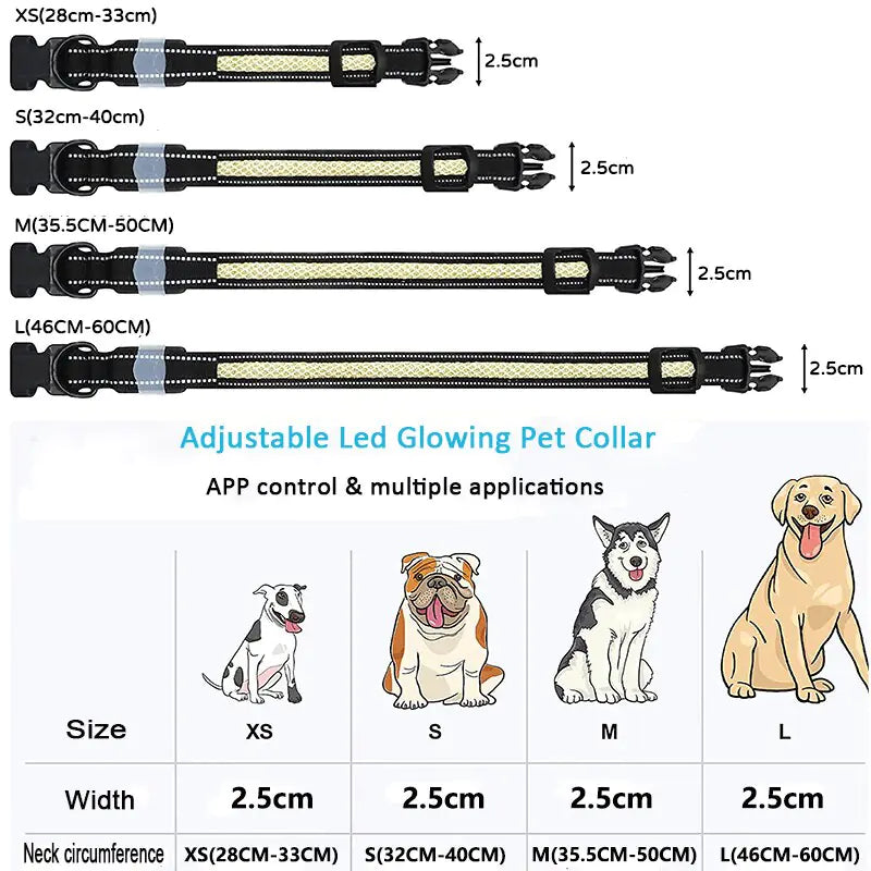 Collier lumineux LED pour chien