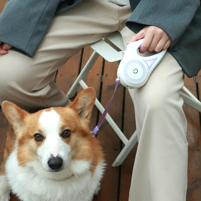 Laisse pour chien avec lumières LED