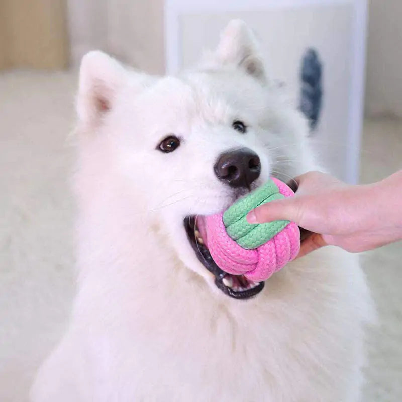 Jouets à mâcher pour chien